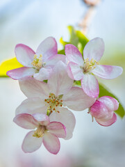 Open red and white flowers with water drops