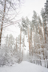 Fototapeta premium Winter landscape, snow in the forest. Home in the forest. The path in the snow.