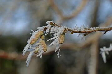 Haselnusszweig mit Kätzchen bei Raureif im Winter