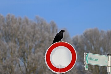 Aaskrähe (Corvus corone) auf Verkehrsschild in Kassel
