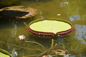 Aquatic plant species Victoria Regia or water lily. Victoria amazonica is the largest of all lilies and native to the tropical rainforest of Amazonas, Brazil.