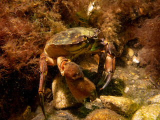 A close-up picture of a crab among seaweed. Picture from The Sound, between Sweden and Denmark