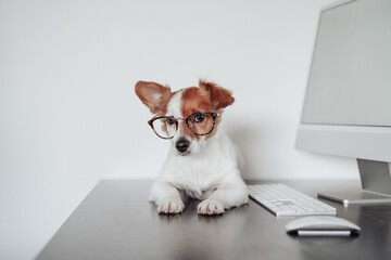 funny jack russell dog wearing eye wear working at home office on computer. Technology and pets...