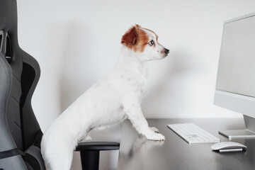 beautiful jack russell dog working on computer at home office. Pets indoors and technology