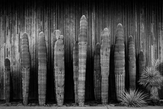 Grouping of Saguaro Cactus in Black and White
