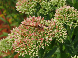 Dragonfly sits on beautiful pink flowers Peel Vulgaris, perennial herbaceous succulent plant close-up in autumn in Ukraine.
