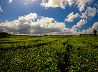 View of tea fields at Nouvelle France, Mauritius