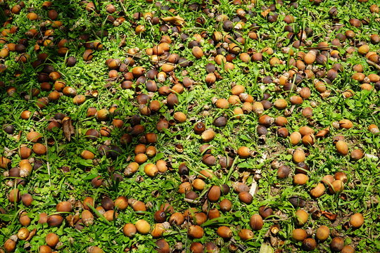 Fruits of Jaci Amazon oil palm tree on the ground. Yagua palm, Attalea butyracea, arecaceae. Brasil, South America.