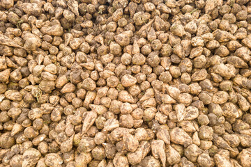 Large pile with many raw dirty sugar beet vegetables