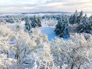 snow covered trees in winter