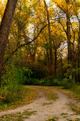 Forest path in fall
