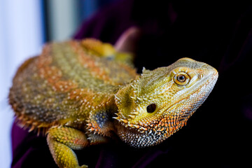 Bearded Dragon closeup 