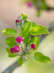 Flowers and leaves seen from above