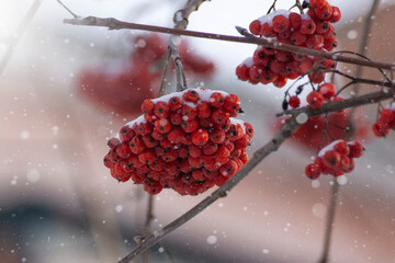 Red rowan berries on a branch under the snow.