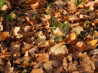 dry,fallen yellow leaves of maple tree in grass
