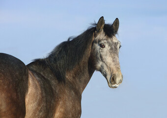 Obraz na płótnie Canvas Grey andalusian horse portrait on blue sky background