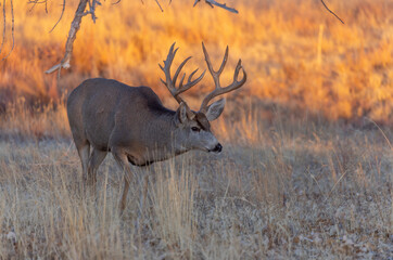 Mule Deer Buck in the Fall Rut in Colorado