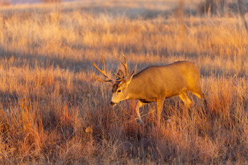 Obraz na płótnie Canvas Mule Deer Buck in the Fall Rut in Colorado