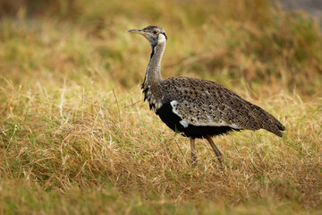 Hartlaub Bustard - Lissotis hartlaubii african bird in the family Otididae, found in open grassland with grass in Ethiopia, Kenya, Somalia, Sudan, Tanzania and Uganda