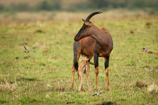 Coastal Topi - Damaliscus lunatus, highly social antelope, subspecies of common tsessebe, occur in Kenya, Somalia, from reddish brown to black color, large savannah, with small sucking calf