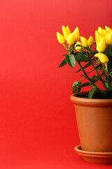 Pepper tree in pot on red background
