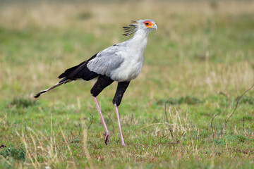 Fototapeta premium Secretarybird or Secretary Bird - Sagittarius serpentarius large, mostly terrestrial bird of prey, endemic to Africa, grasslands and savanna of the sub-Saharan region, very long legs, eagle-like body