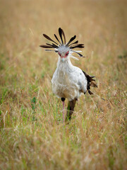 Secretarybird or Secretary Bird - Sagittarius serpentarius large, mostly terrestrial bird of prey, endemic to Africa, grasslands and savanna of the sub-Saharan region, very long legs, eagle-like body