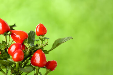 Pepper tree on blurred background, closeup