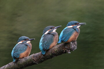 Three kingfishers sit next to each other on a branch