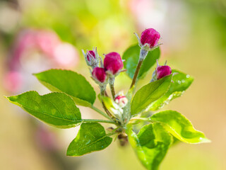 Flowers and leaves with water drops