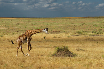 Naklejka na ściany i meble Masaai Giraffe - Giraffa tippelskirchi also Maasai or Kilimanjaro giraffe, largest giraffe, native to East Africa, Kenya and Tanzania, distinctive irregular jagged, star-like blotches