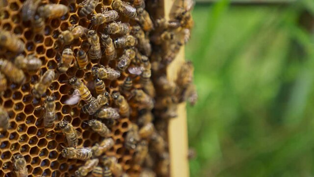 Bee swarm working on the honey frame. Bees ventilating the frame with their tiny wings. Close up with blurred background.