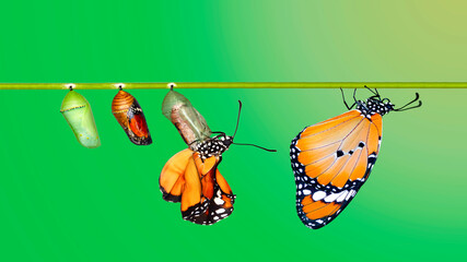 Amazing moment ,Monarch Butterfly , caterpillar, pupa and emerging with clipping path.