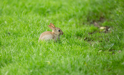 baby rabbit enjoying the sun in vibrant green grass of a park