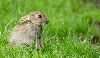 baby rabbit enjoying the sun in vibrant green grass of a park