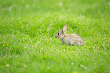 baby rabbit enjoying the sun in vibrant green grass of a park