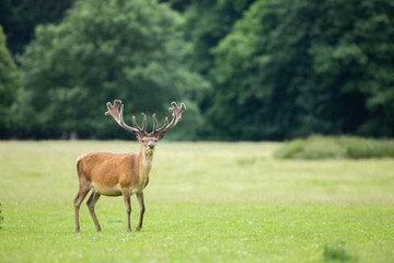  red deer stag in vibrant green parkland
