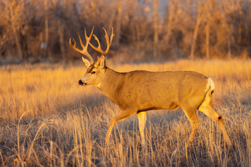 Mule Deer Buck in the Fall Rut in Colorado