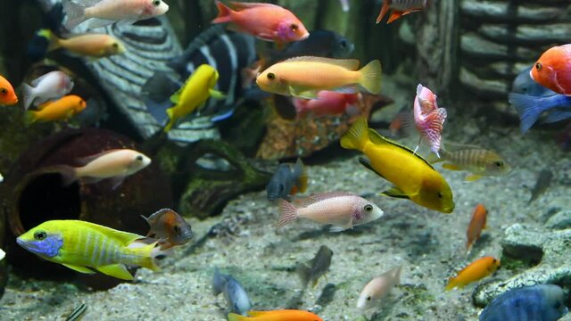 Large group of colorful fishes swims in tropical aquarium tank. Blurred african mask in the background is used as decoration. Selective focus. 4K resolution video. Fishkeeping theme.	