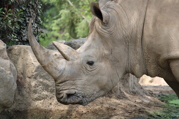 Fototapeta premium Rhinocéros 