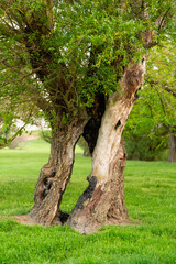 Old chopped willow tree with on the lawn