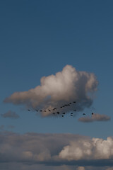 A flock of migrating geese flying towards south. Beautiful clouds on the background.