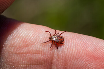 a tick crawls mite on a person's arm  