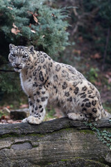 close up view of The snow leopard (Panthera uncia)