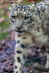Obraz na płótnie Canvas close up view of The snow leopard (Panthera uncia)