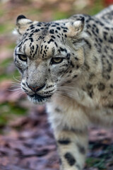 Fototapeta na wymiar close up view of The snow leopard (Panthera uncia)
