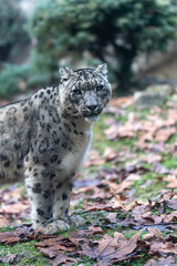 close up view of The snow leopard (Panthera uncia)