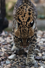 close up portrait of a Ocelot