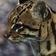 Obraz premium close up portrait of a Ocelot