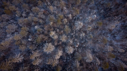 Forest, winter, wallpaper, dji mavic